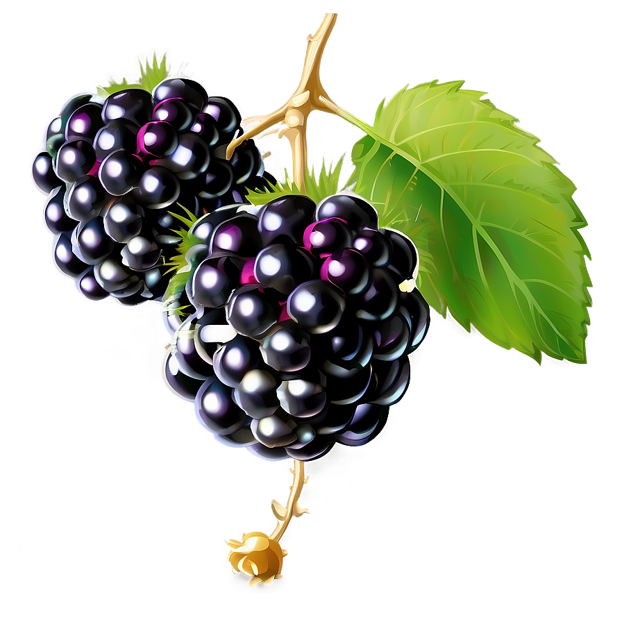 Blackberry On Vine Png Vox2