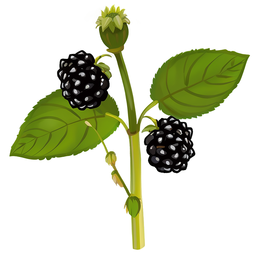 Blackberry Plant Png Xue91