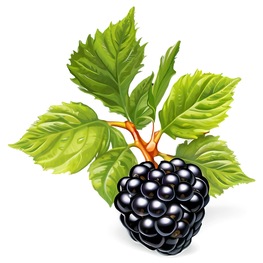 Blackberry With Leaves Png Kcp59