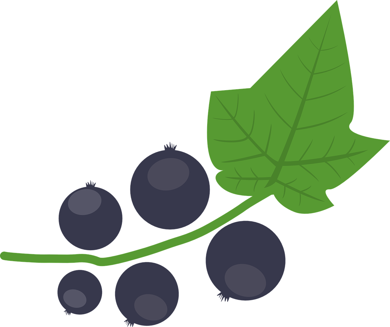 Blackcurrant Vector Illustration