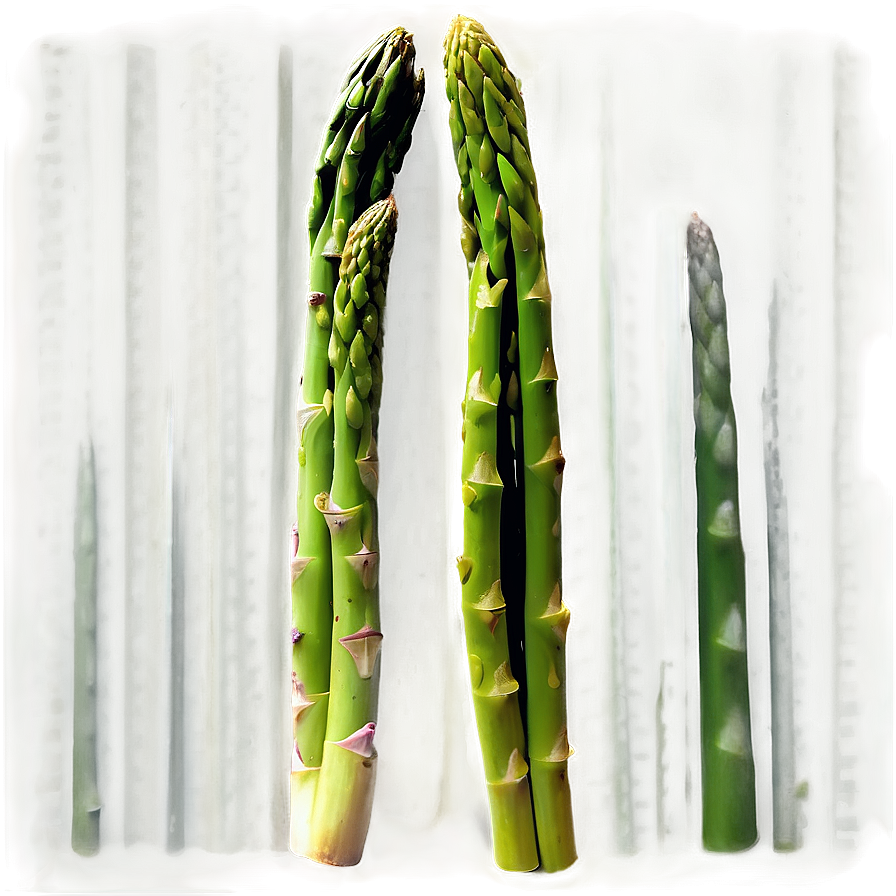 Blanched Asparagus Png Foo55