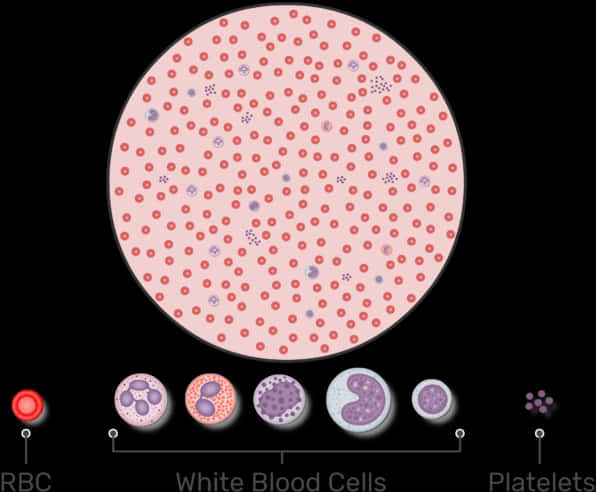 Blood Cell Components Illustration