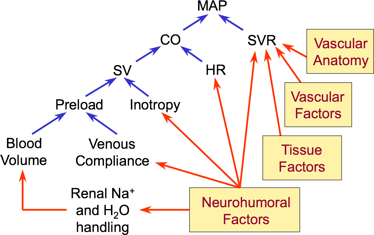 Blood_ Pressure_ Regulation_ Factors_ Diagram