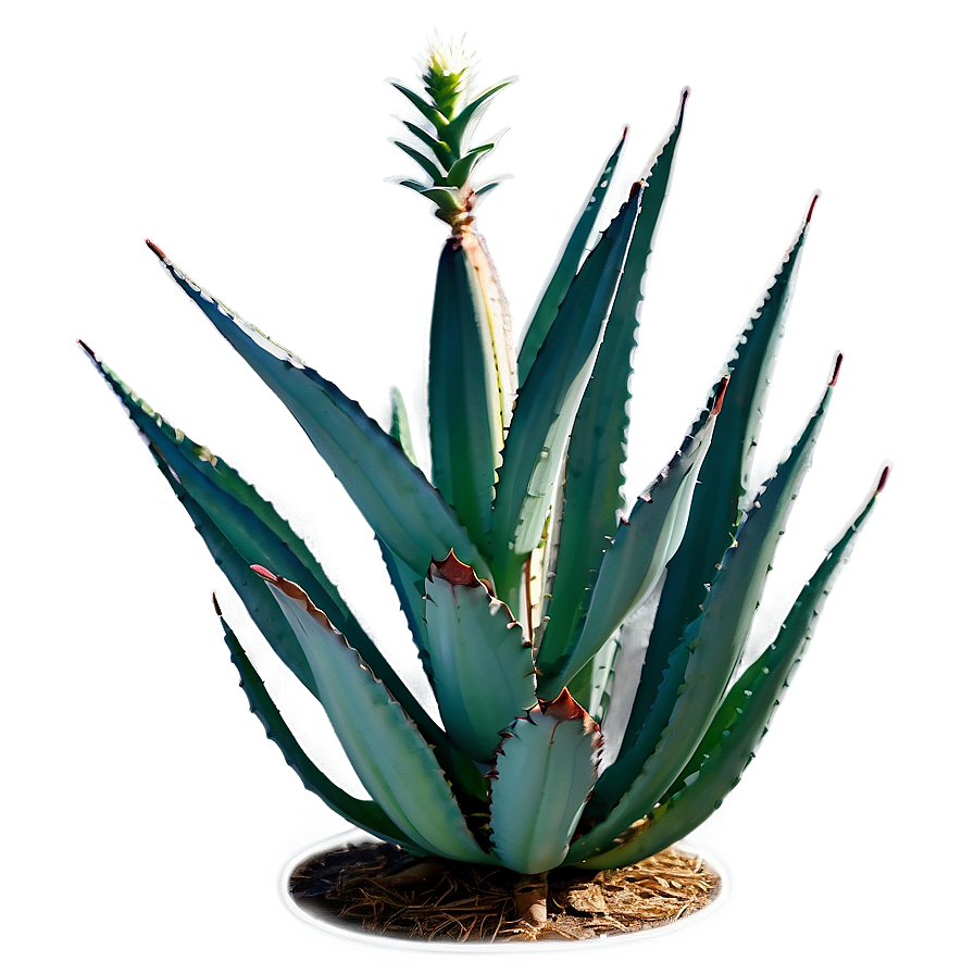 Blooming Agave Plant Png 66