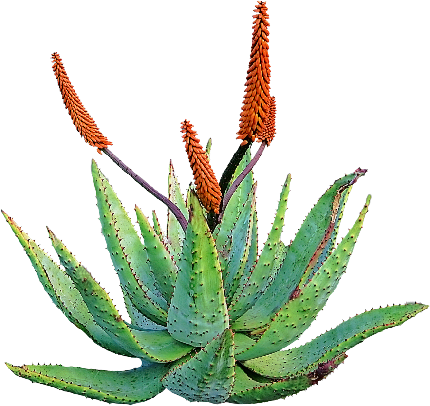 Blooming Aloe Plant