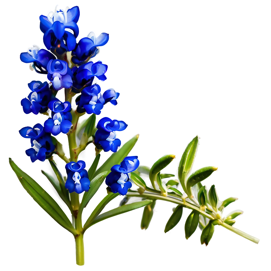 Blooming Bluebonnet Patch Png 06272024