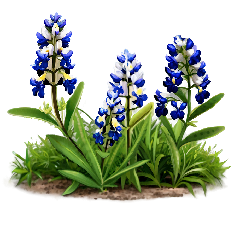 Blooming Bluebonnet Patch Png 06272024