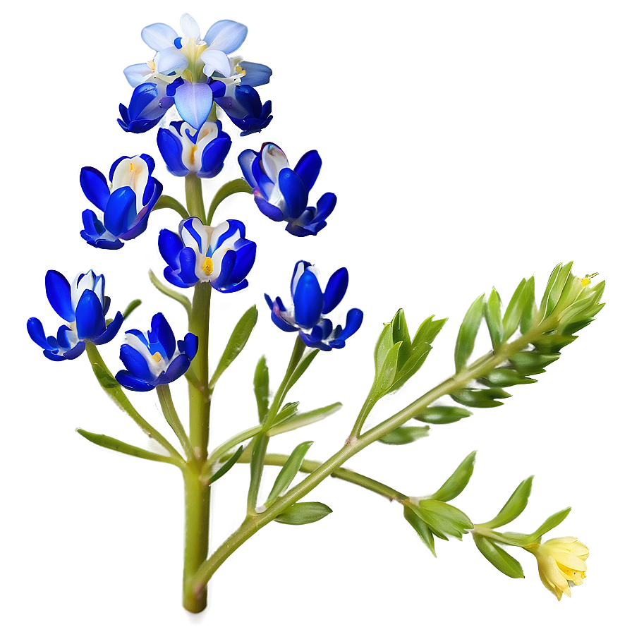 Blooming Bluebonnet Patch Png 06272024