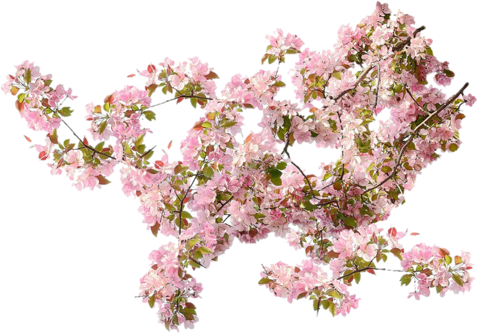 Blooming Cherry Blossom Branches.png