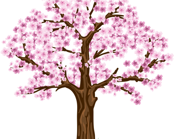 Blooming Cherry Blossom Tree Illustration