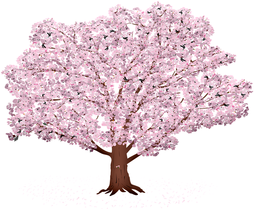 Blooming Cherry Blossom Tree Illustration