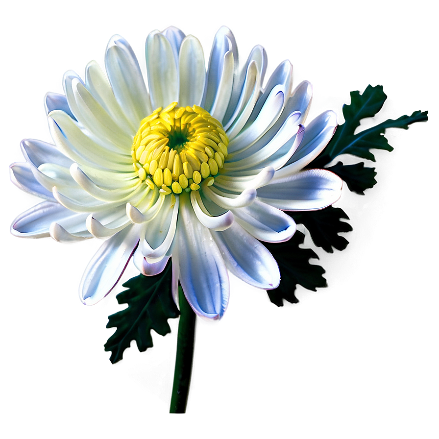 Blooming Chrysanthemum Png Dvb