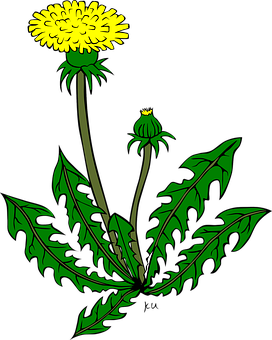 Blooming Dandelion Illustration