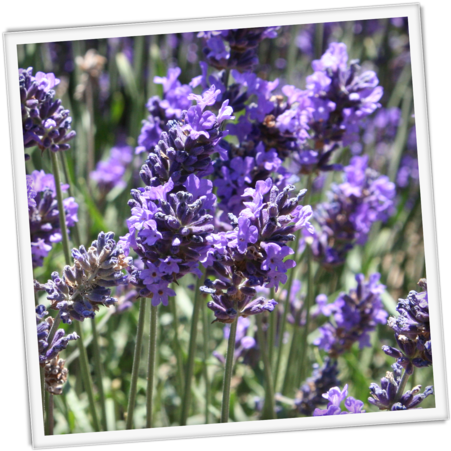 Blooming English Lavender Field