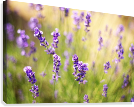 Blooming English Lavender Field