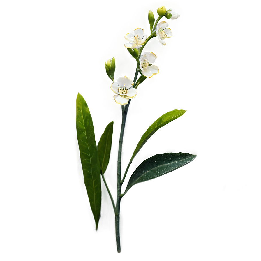 Blooming Flower Stem Png Bbw