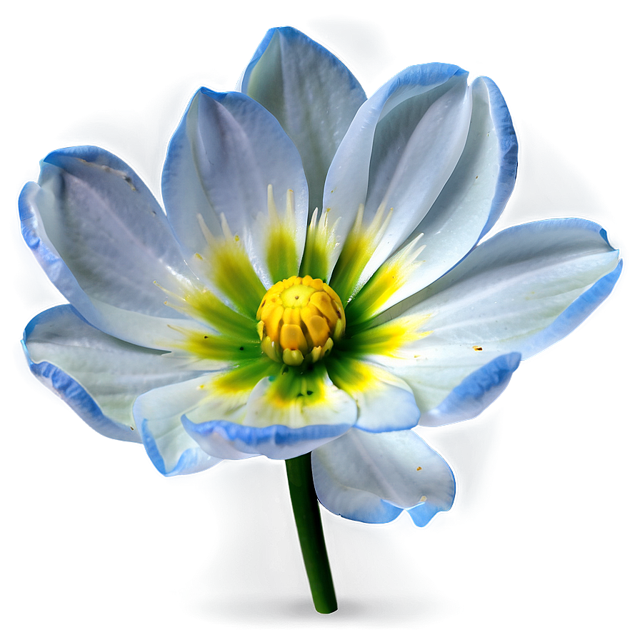 Blooming Flower Transparent Png 25