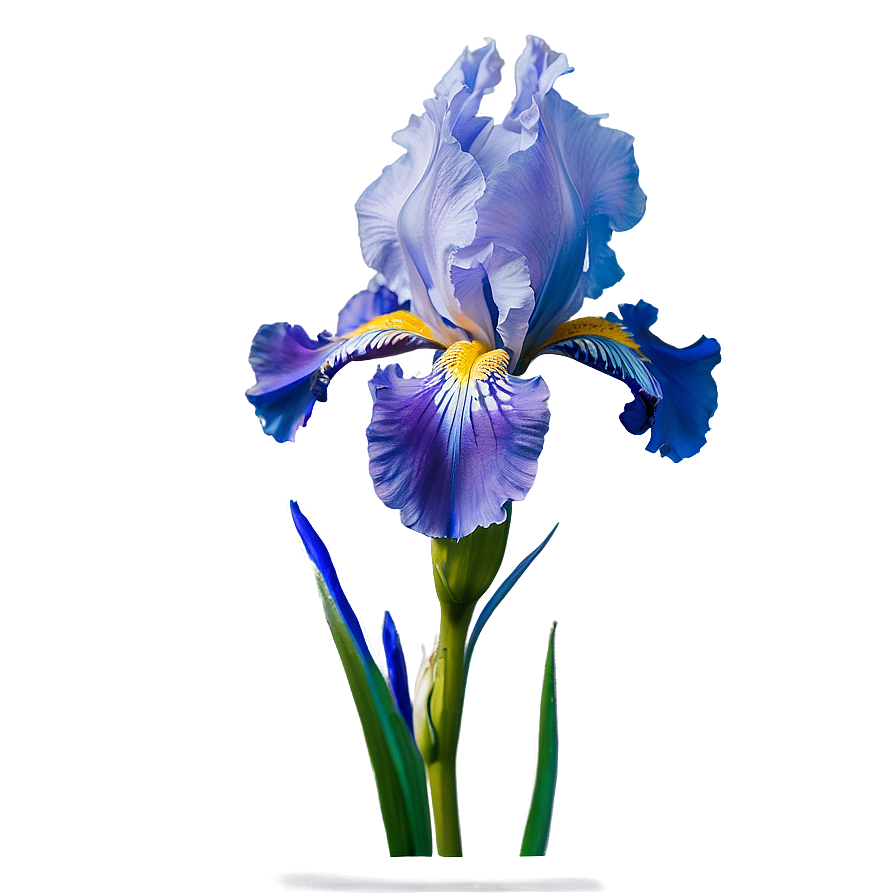 Blooming Iris Png Hww