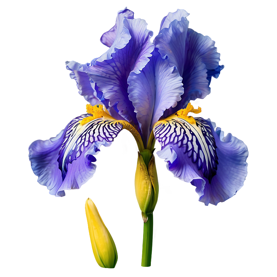 Blooming Iris Png Kfi59