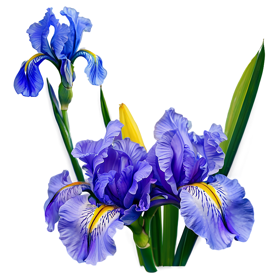 Blooming Iris Png Phf