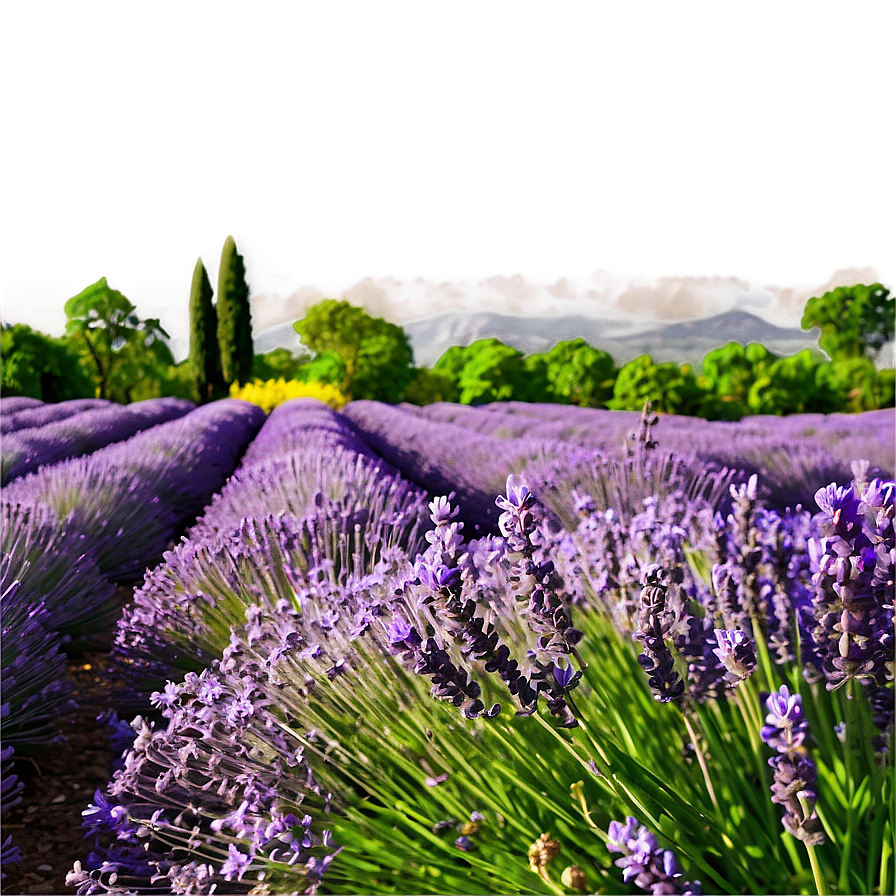 Blooming Lavender Field Landscape Png Bji