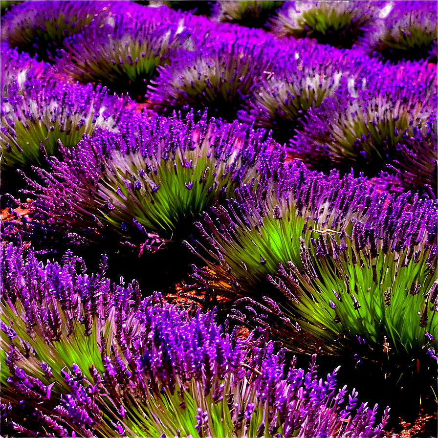 Blooming Lavender Fields Png 06112024