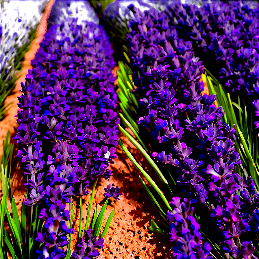 Blooming Lavender Fields Png Rtq