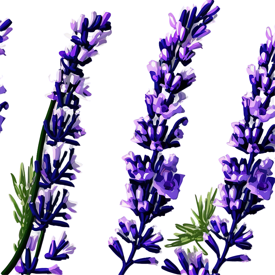 Blooming Lavender Png Ecb