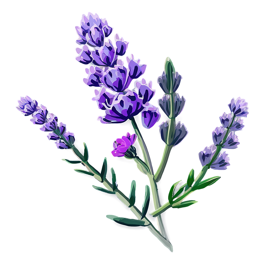 Blooming Lavender Png Sgn