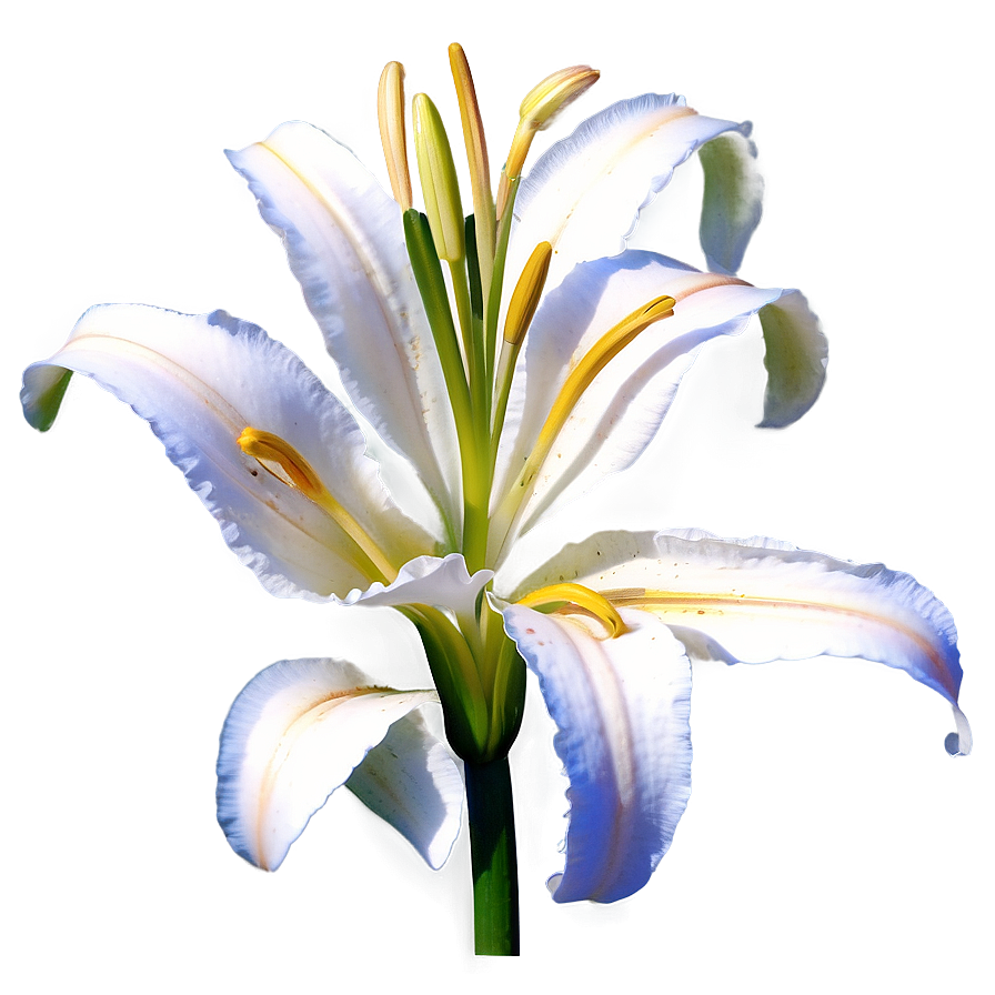 Blooming Lily Flower Png Uof89