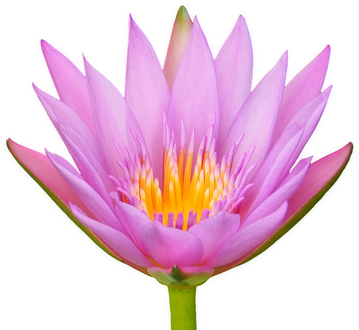 Blooming Lotus Flower.png