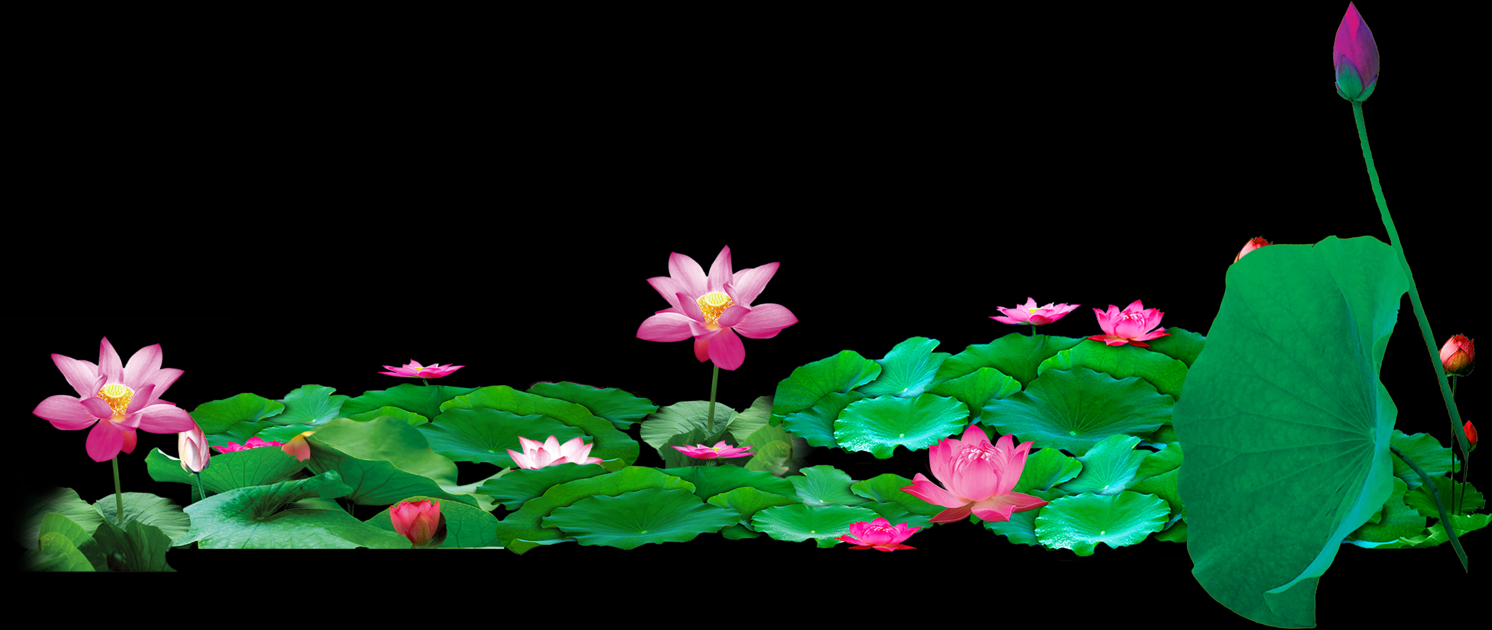 Blooming Lotus Flowers Panorama