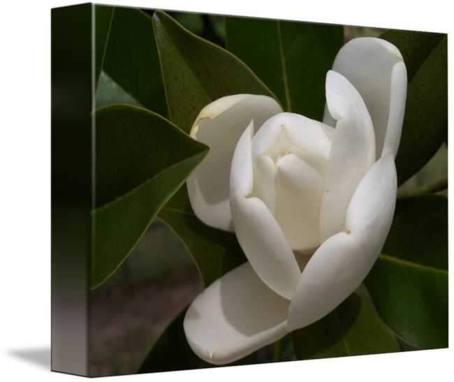 Blooming Magnolia Flower