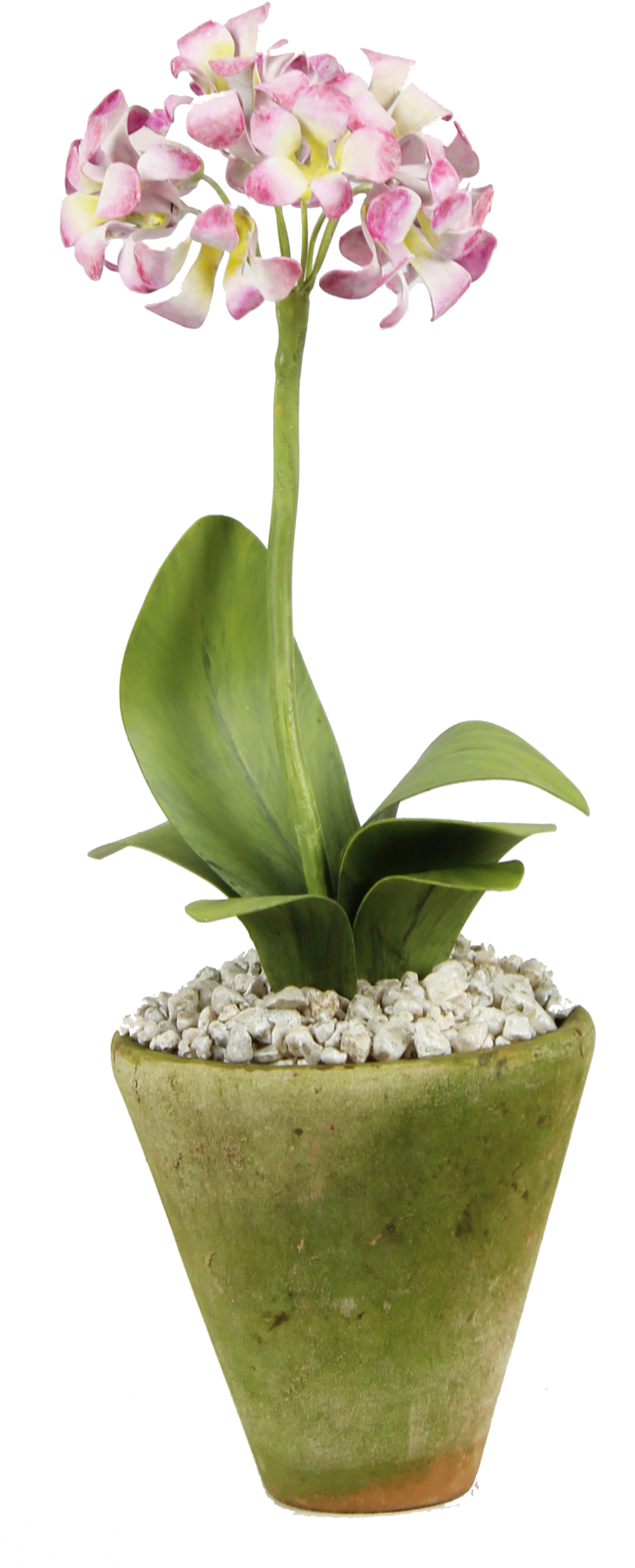 Blooming Orchidin Green Pot