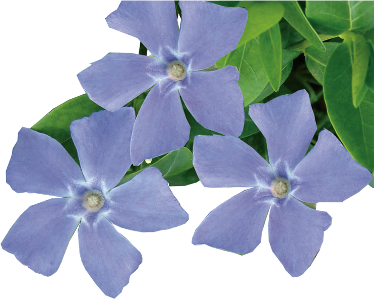 Blooming Periwinkle Flowers