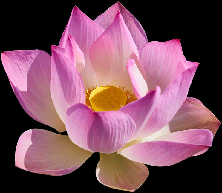 Blooming Pink Lotus Flower