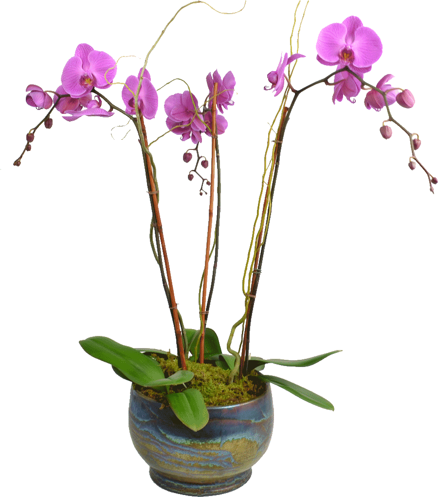 Blooming Pink Orchidin Pot