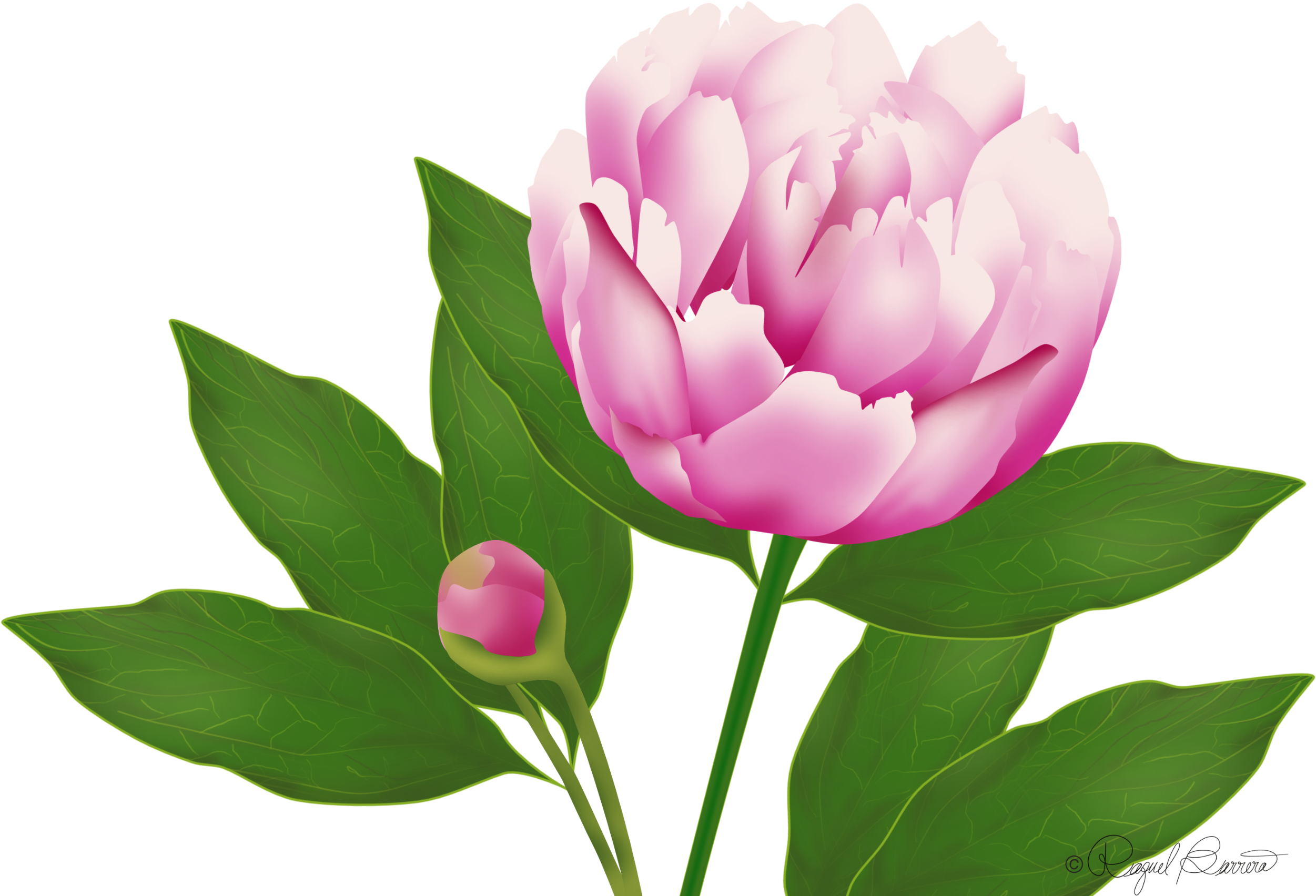 Blooming Pink Peony Flower