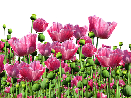 Blooming Pink Poppies Field