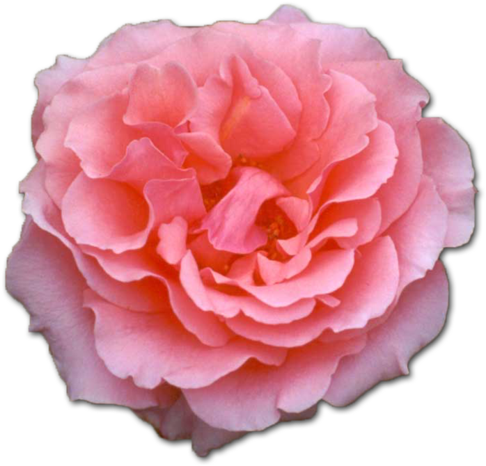 Blooming Pink Rose Isolated