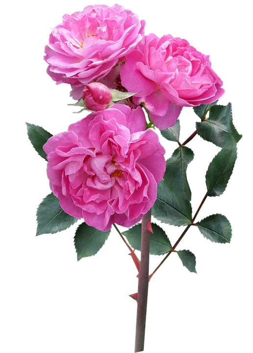 Blooming Pink Roses Transparent Background