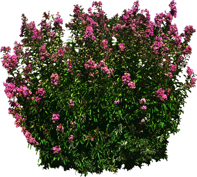 Blooming Pink Shrub3 D Render