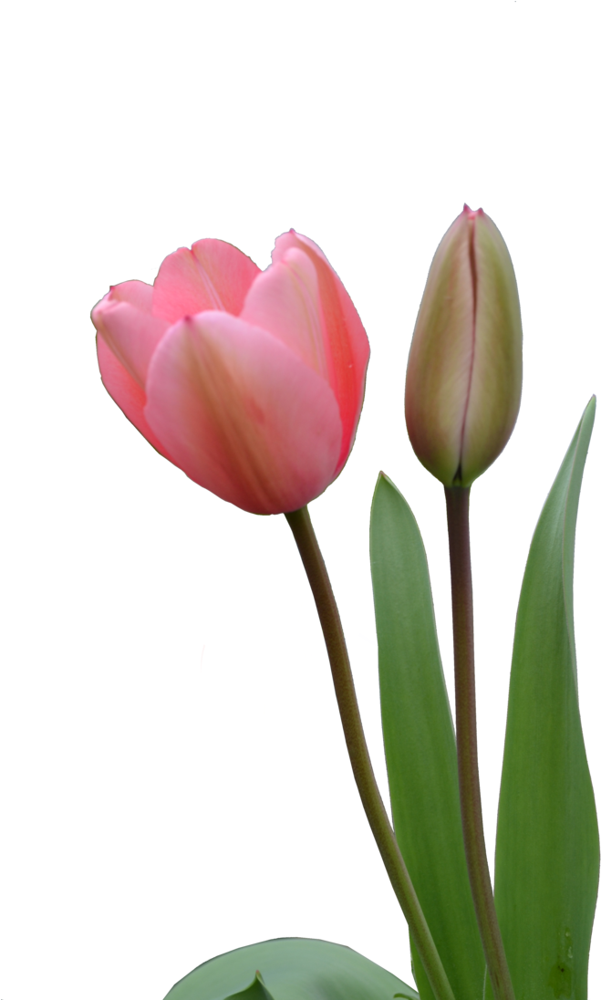 Blooming Pink Tulipand Bud