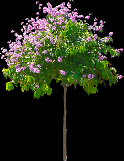 Blooming Purple Flower Treeon Black Background.jpg