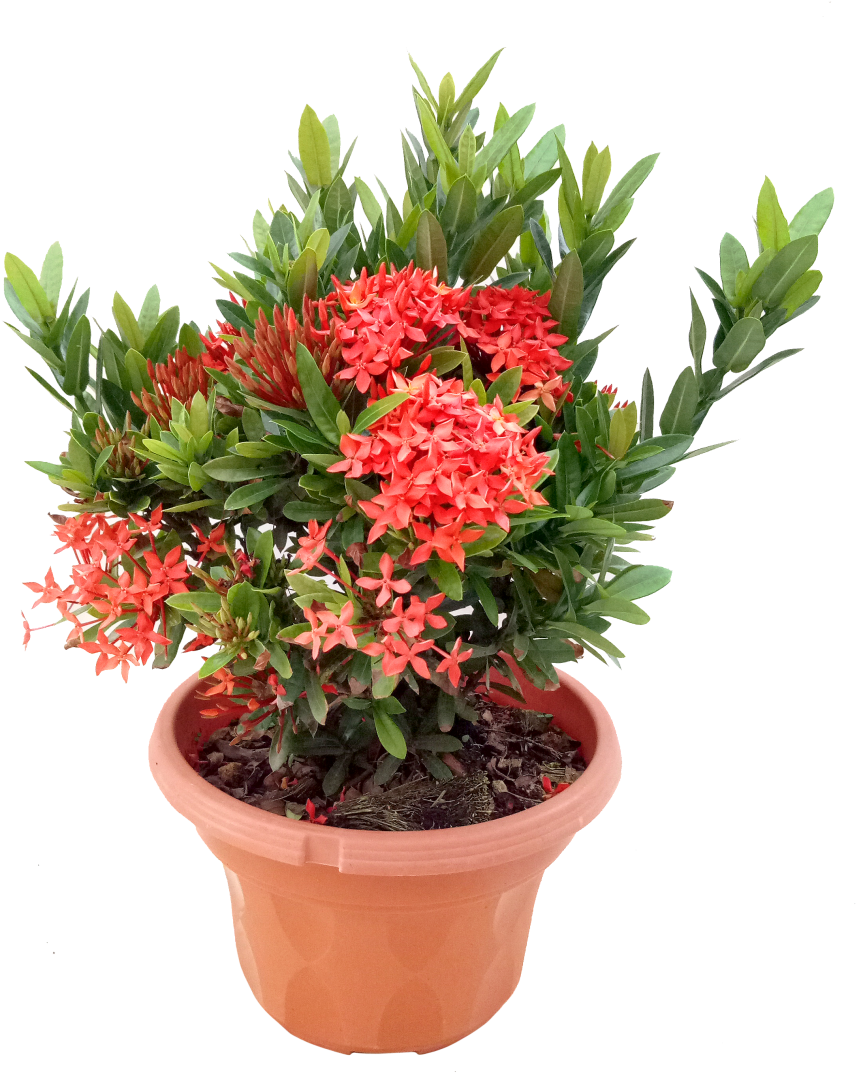 Blooming Red Flowersin Terra Cotta Pot