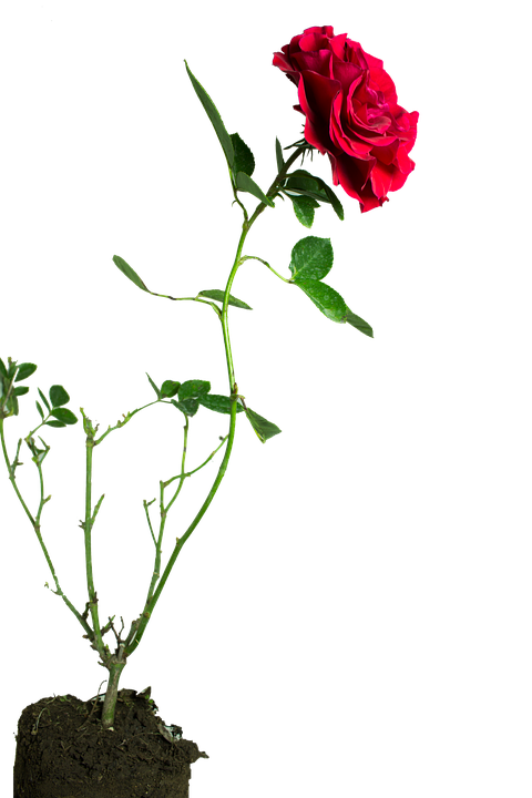 Blooming Red Rose Stem