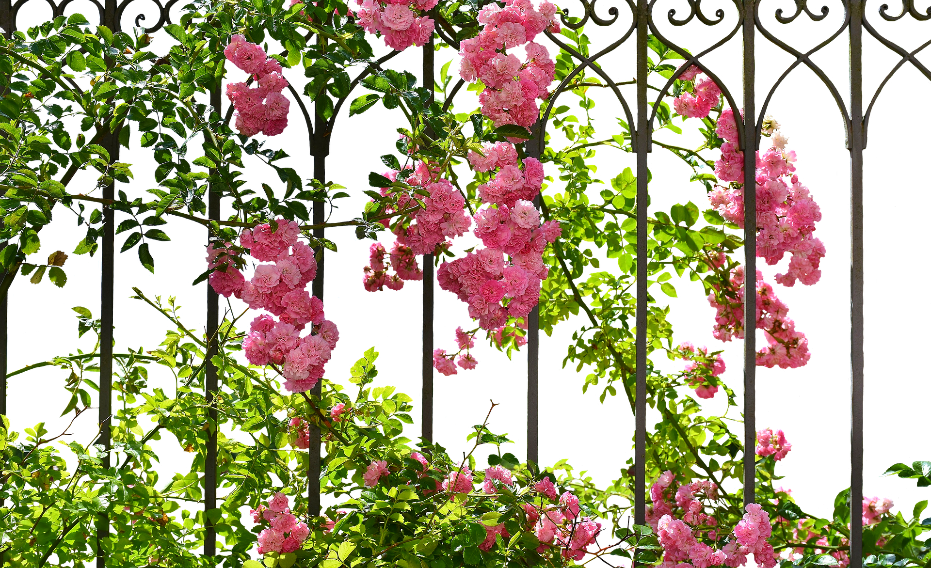 Blooming Roseson Garden Trellis