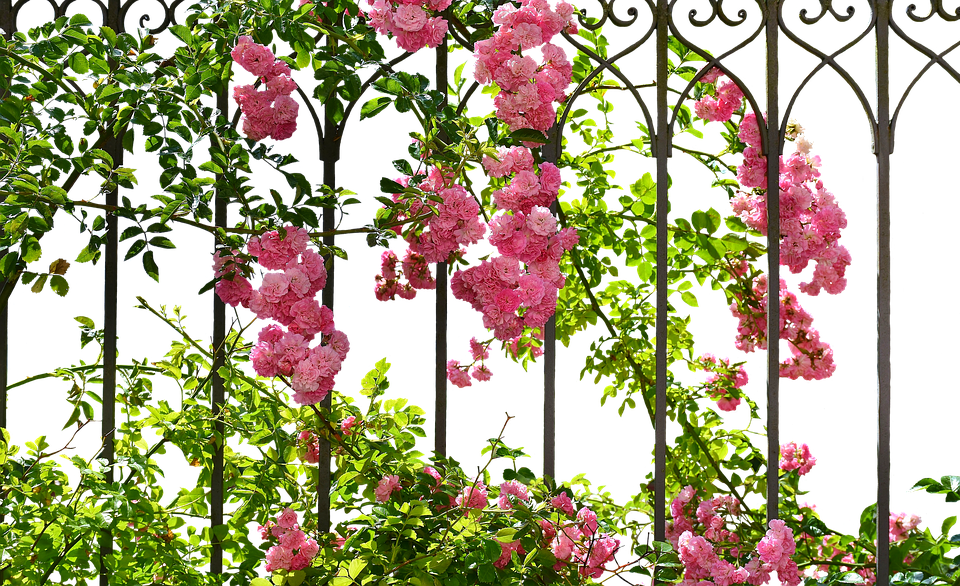 Blooming Roseson Metal Trellis