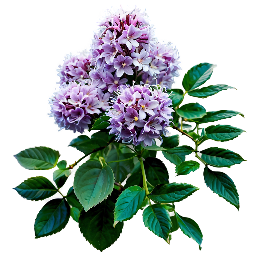 Blooming Shrub Png Pgc