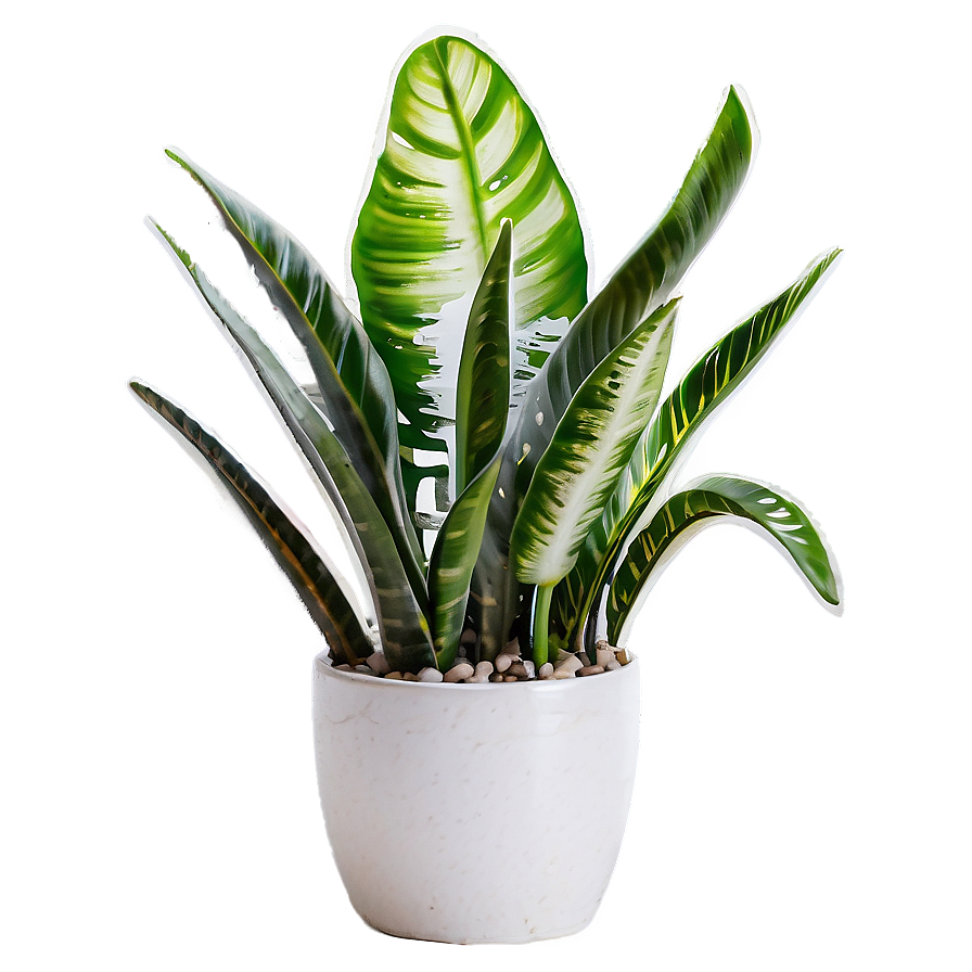 Blooming Snake Plant Png 84